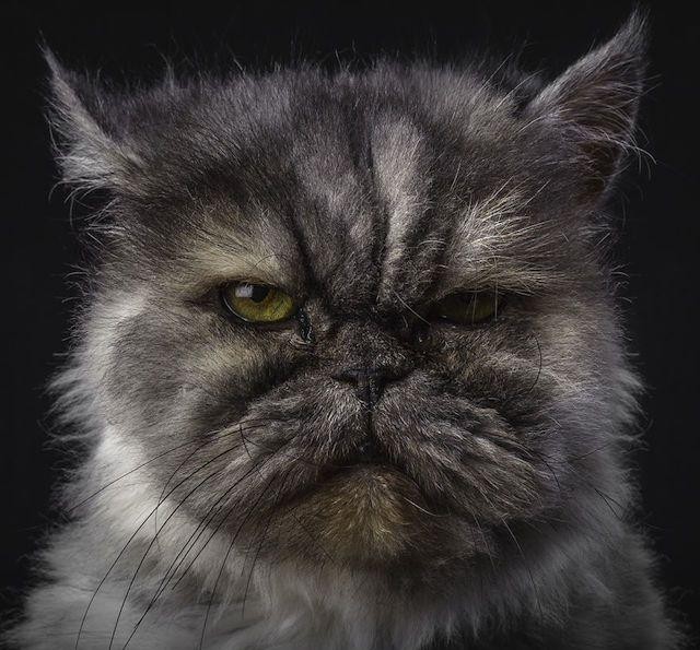 怎样拍动物肖像照才好看？